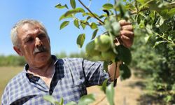 Emekli madenci kurduğu armut bahçesinden 80 tonluk hasat bekliyor