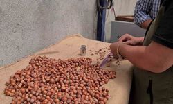Fındık hasat tarihleri belli oldu