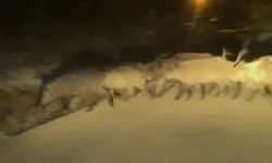 Domuz sürüsü ve tilki yola çıktı