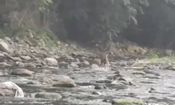 Sıcaktan bunalan karaca serinlemek için girdiği derede görüntülendi