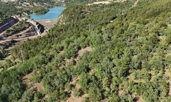 Kaybolan hayvanlar için dronla umut arayışı