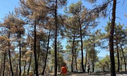 Yanan ormanlık alan yeniden hayat bulacak