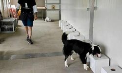 10 saniyede zararlı böcekleri tespit ediyor