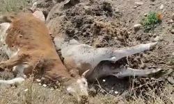 3 inek şap hastalığından telef oldu