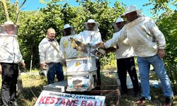 Kestane balı hasadı başladı