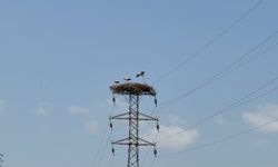 Leylek sürüsü ve yuvaları dronla görüntülendi