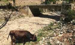 Zonguldak kavruluyor: Dere kurudu!