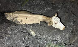 4 gün önce kaybolmuştu: Bakın nerede bulundu