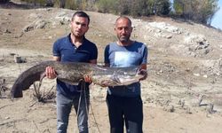 Baraj gölünde dev yayın balığı yakaladılar