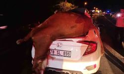 Otomobilin çarptığı inek telef oldu