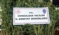 Yasaklı madde yetiştiren 2 kişi tutuklandı