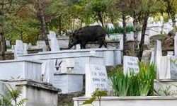 Mezarların üzerine çıkıp otlanan yaban domuzu görüntülendi