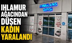 Ihlamur ağacından düşen kadın yaralandı