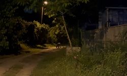 Köye inen ayı köylülere heyecan ve korku yaşattı