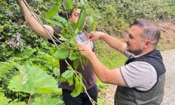 Kestane gal arısına karşı biyolojik mücadele