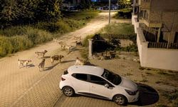 Köpek sürüsü mahallede tedirginlik yarattı