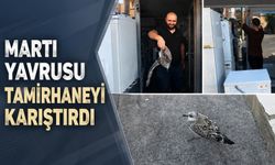 Martı yavrusu beyaz eşya tamircisini karıştırdı