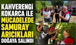 Kahverengi kokarca ile mücadelede samuray arıcıkları doğaya salındı