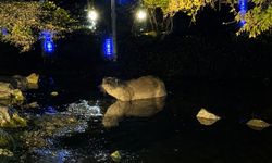 Gece saatlerinde göl kıyısında su samuru görüntülendi