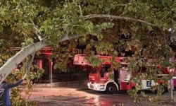 Tramvay hattına düşen dal seferleri aksattı
