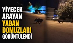 Yiyecek arayan yaban domuzları görüntülendi