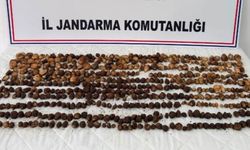 Yabani salep toplayan 3 kişiye rekor ceza: 2 milyon 97 bin TL