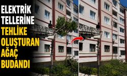 Elektrik tellerine tehlike oluşturan ağaç budandı