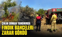 Çıkan orman yangınında fındık bahçeleri zarar gördü