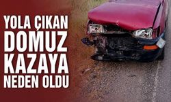 Yola çıkan domuz kazaya neden oldu