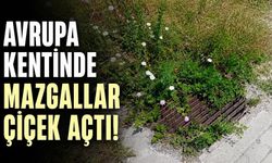 Avrupa kentinde mazgallar çiçek açtı!