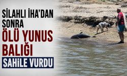 Silahlı İHA'dan sonra ölü yunus balığı sahile vurdu