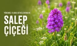 Yöremiz flora bitkilerinden: Salep çiçeği