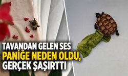 Tavandan gelen ses paniğe neden oldu, gerçek şaşırttı