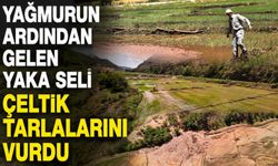 Yağmurun ardından gelen yaka seli çeltik tarlalarını vurdu