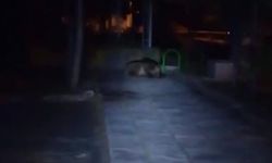 Çocuk parkına ayı girdi