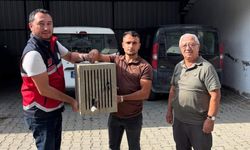 Yaralı halde bulunan leylek, koruma altına alındı