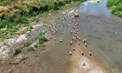 Çayı mesken tutan leylekler dronla görüntülendi