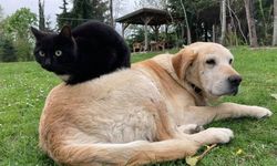 Yılın ilk yarısında 787,8 ton kedi ve köpek maması ihraç edildi