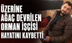 Üzerine ağaç devrilen orman işçisi hayatını kaybetti
