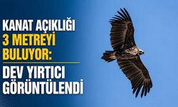 Kanat açıklığı 3 metreyi buluyor: Dev yırtıcı görüntülendi