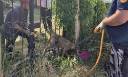 Parmaklıklara sıkışan köpek kurtarıldı