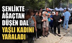 Şenlikte ağaçtan düşen dal yaşlı kadını yaraladı