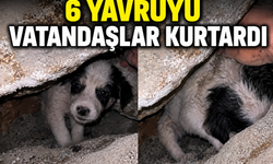 İncivez'de 3 gündür mahsur kalan 6 yavru köpeği mahalle sakinleri kurtardı