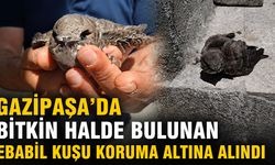Gazipaşa’da bitkin halde bulunan ebabil kuşu koruma altına alındı