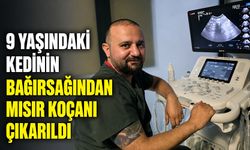 9 yaşındaki kedinin bağırsağından mısır koçanı çıkarıldı