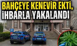 Bahçeye kenevir ekti, ihbarla yakalandı
