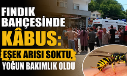 Fındık bahçesinde kabus: Eşek arısı soktu, yoğun bakımlık oldu