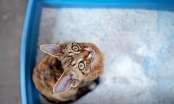 Kedinizin Konforunu Artıran Kedi Kumu Seçimi