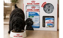 Yavru Köpeğiniz İçin Doğru Başlangıç: Royal Canin ve ND ile Sağlıklı Bir Gelecek