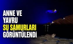 Anne ve yavru su samurları görüntülendi